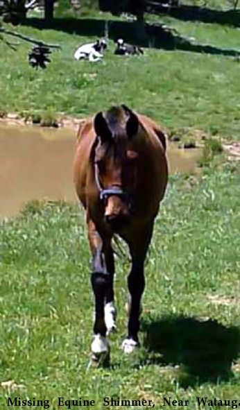 Missing Equine Shimmer, Near Watauga, TN, 37694